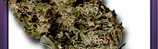 NY Diesel