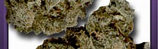 OG Kush