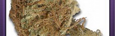 Orange Bud (2)