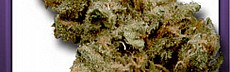 Pink Kush