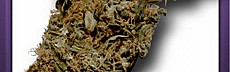 Rokerij Haze #1