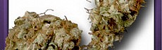 SAGE-Sour Diesel