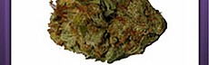 Sensi Star