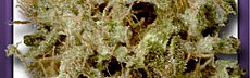 Shark's Breath