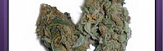 Silver Haze