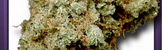 Silver Haze