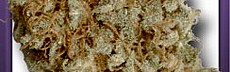 Skunk Of Queen