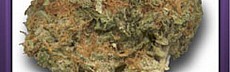Skunk Special