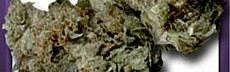 Sour Diesel