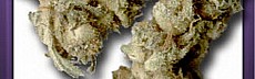 Sticky Haze