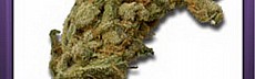 SuperSilver Haze