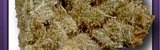 Super Silver Haze
