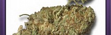 Super Skunk (3)