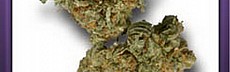 Super Skunk 2