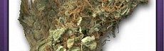 C.Cup Weed 10