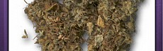 C.Cup Weed 20