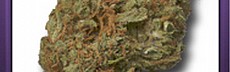 C.Cup Weed 22