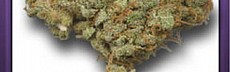 Wester Weed