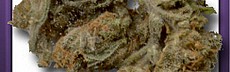 White Melon
