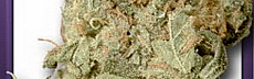 White Pearl Haze