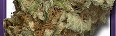 White Widow x Afghan