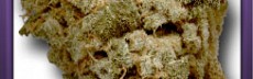 White Widow