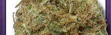 White Widow Special