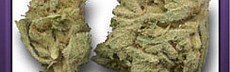 WW-Afghan