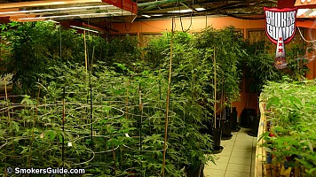 HERBAL MEDICINE!