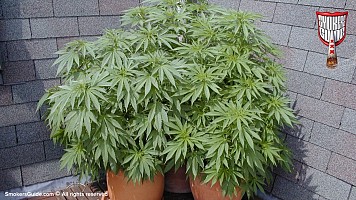 Outdoor Gardens