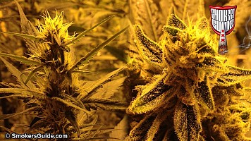 Champion nugs!
