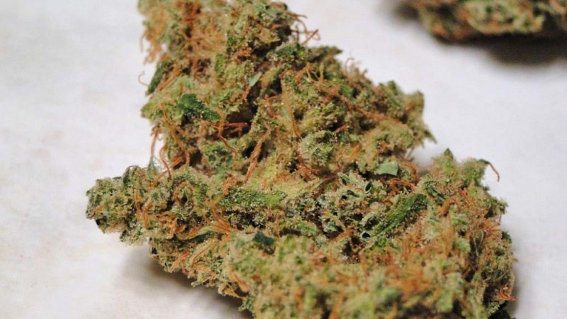 Blueberry2 21