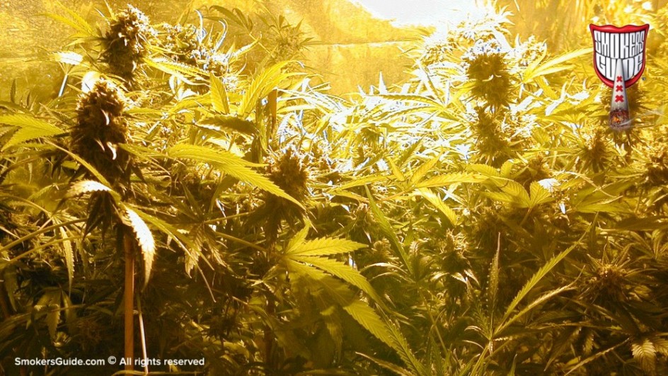 cannabis college  2  16x9crop