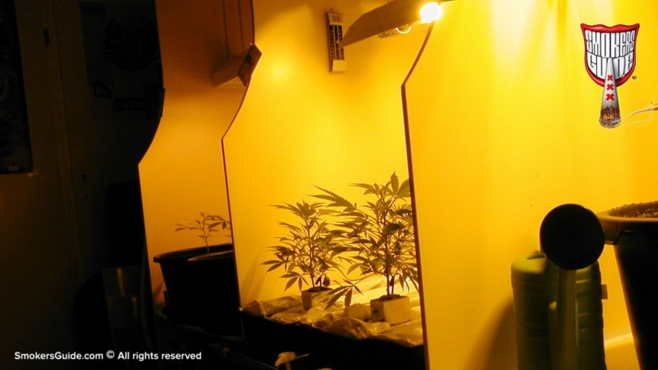 cannabis college  5  16x9crop