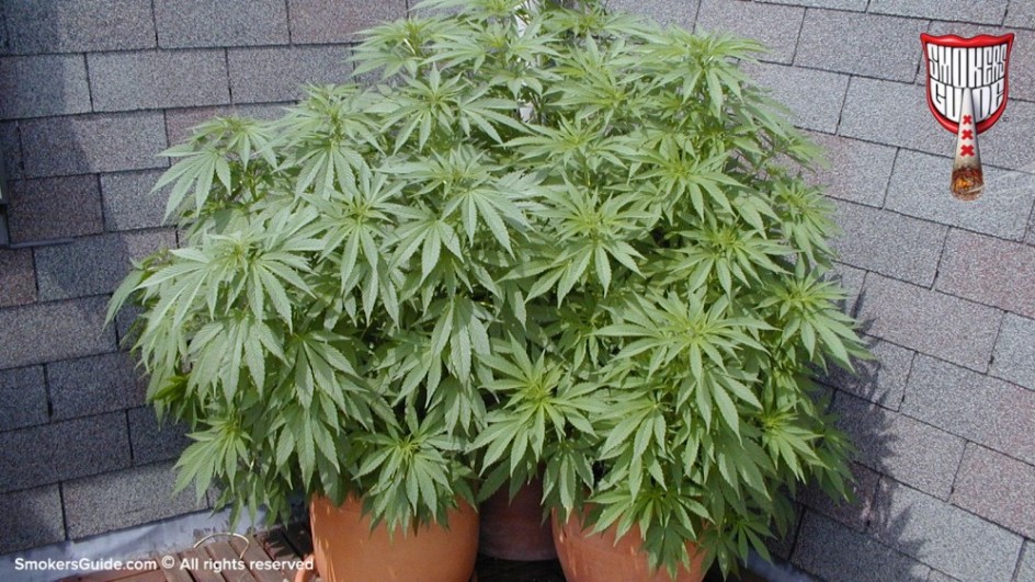 Smokers Guide Marijuana Outdoor 