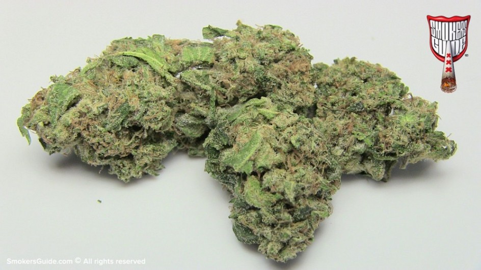 SG Grey Area Cannabis Cup 2014  