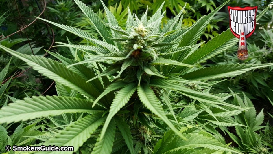 SG US Friends Small Cali Outdoor