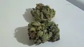 White Widow