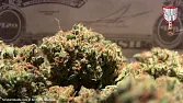 Pure Kush