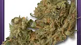 NL Haze