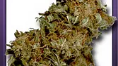 NYC Diesel