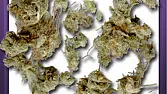 OG Pure Equatorial Sativa