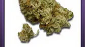 AFG-Widow