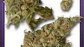 AK47