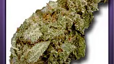 Amnesia Haze