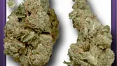 Amnesia Haze
