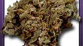 Brainstorm Haze - G-13