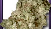 Bubblegum
