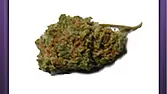 Bublegum (2)