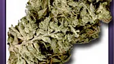 Burmese Kush